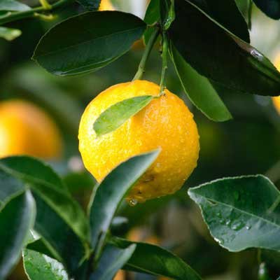 Inicio Horticulture Fruit Produce